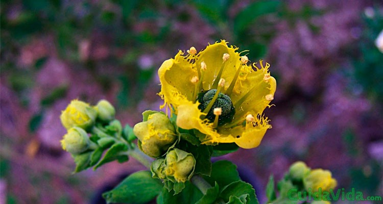 \u00bfLa ruda como planta medicinal?, toma tus precauciones \u00b7 Cuida tu vida